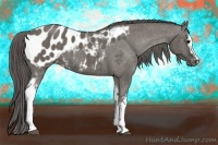 Horse Color:White Spotted Smoky Grullo Sabino Appaloosa