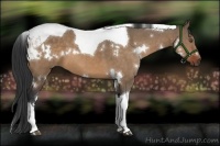 Horse Color:White Spotted Bay Dun Tobiano