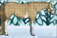 Horse Color:Plaid  White Spotted Liver Red Dun 