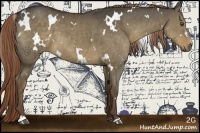 Horse Color:White Spotted Liver Red Dun 