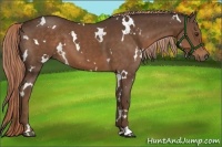 Horse Color:White Spotted Liver Chestnut 