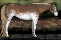 Horse Color:White Spotted Liver Chestnut 