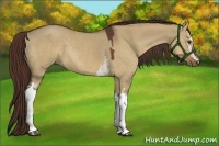 Horse Color:White Spotted Liver Red Dun Rabicano 