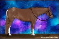 Horse Color:White Spotted Chestnut 