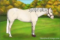 Horse Color:Silver Buckskin Pearl Dun 