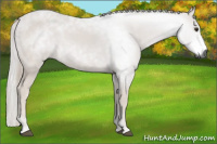 Horse Color:Gray Chestnut