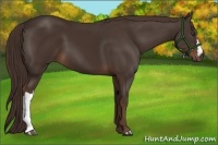 Horse Color:Liver Chestnut 