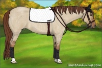 Horse Color:Red Dun Roan 