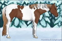 Horse Color:Chestnut Tobiano