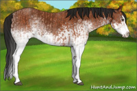 Horse Color:White Spotted Bay Splash  and Gray White Spotted Bay Splash 
