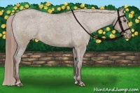 Horse Color:Liver Red Dun Appaloosa Brindle 
