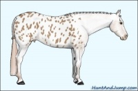Horse Color:Red Dun Appaloosa Brindle