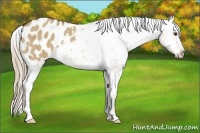 Horse Color:Red Dun Appaloosa Brindle 