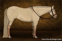 Horse Color:Red Dun Brindle 