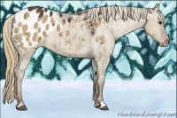Horse Color:Liver Red Dun Appaloosa 
