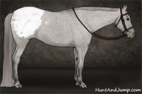 Horse Color:Grullo Snowcap Brindle 