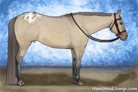 Horse Color:Brown Dun Appaloosa Brindle 