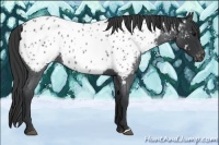 Horse Color:Blue Roan Near Leopard 
