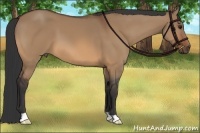 Horse Color:Bay Dun
