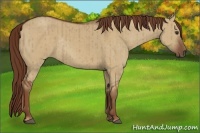 Horse Color:Red Dun Rabicano Brindle 