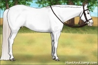 Horse Color:Palomino Dun Appaloosa Brindle 
