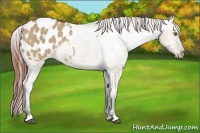 Horse Color:Bay Dun Appaloosa Brindle 