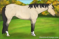 Horse Color:Buckskin Roan Dun
