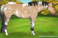 Horse Color:White Spotted Bay Dun