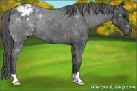 Horse Color:Blue Roan Appaloosa 