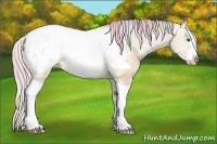 Horse Color:Nacre White Spotted Silver Amber Champagne Roan Dun Splash Frame Appaloosa Rabicano 