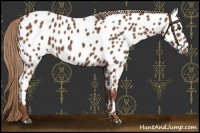 Horse Color:Chestnut Near Leopard 