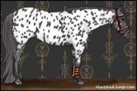 Horse Color:Black Near Leopard 