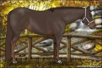 Horse Color:Liver Chestnut 