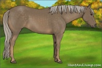 Horse Color:Chocolate Palomino 