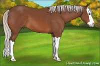 Horse Color:Silver Bay Splash 