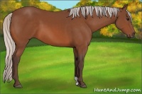 Horse Color:Silver Bay 