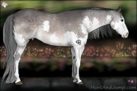 Horse Color:Bay Splash 