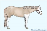 Horse Color:Chocolate Palomino Pearl Splash
