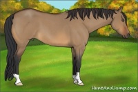Horse Color:Bay Roan Dun 