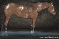 Horse Color:White Spotted Liver Chestnut 