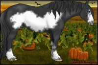 Horse Color:Black Sabino Frame 