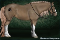 Horse Color:Chocolate Palomino 