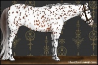 Horse Color:Bay Near Leopard 