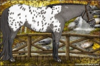 Horse Color:Grullo Appaloosa 