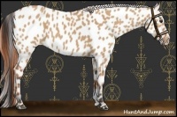 Horse Color:Bay Dun Sabino Appaloosa