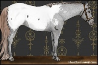 Horse Color:Liver Chestnut Snowcap 