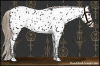 Horse Color:Liver Chestnut Appaloosa 