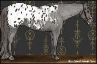 Horse Color:Liver Chestnut Appaloosa 