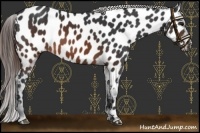 Horse Color:Brown Near Leopard 