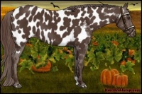 Horse Color:Liver Chestnut Near Leopard 